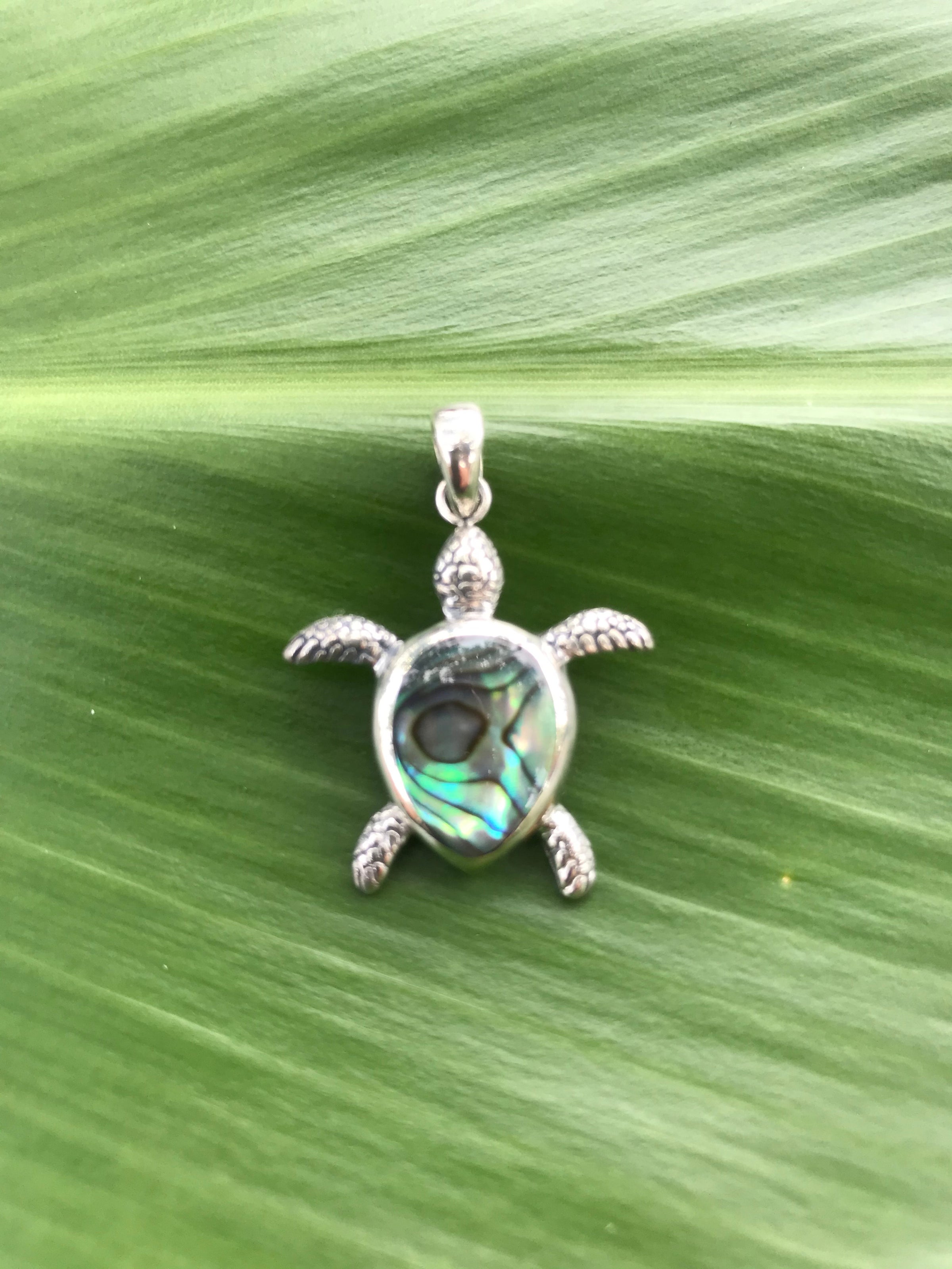 Abalone turtle shop